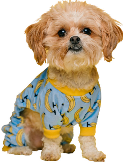 Perrito