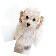 Pequeño perrito